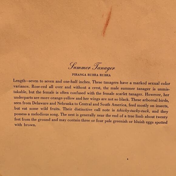 Vintage Summer Central South American Tanager Bird Pair foliage rustic art print - Picture 5 of 5